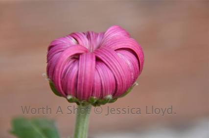 59504-1379497_533782330036352_1100162615_n